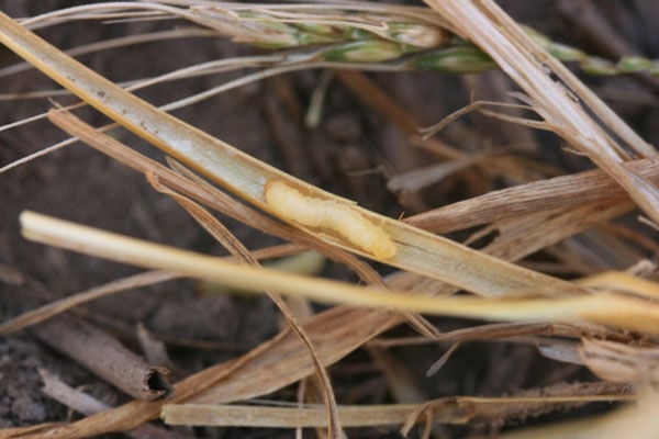 Wheat stem sawfly